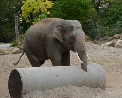 elephant trunk in the pipe